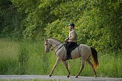 Tennessee Walker Under Saddle