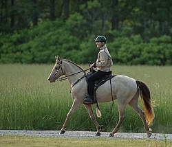 Tennessee Walker Under Saddle