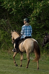Tennessee Walker Under Saddle