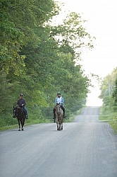 Tennessee Walker Under Saddle