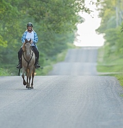 Tennessee Walker Under Saddle