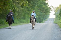 Tennessee Walker Under Saddle