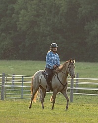 Tennessee Walker Under Saddle
