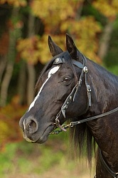 Tennessee Walker Portrait