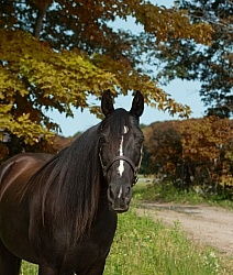 Tennessee Walker Portrait