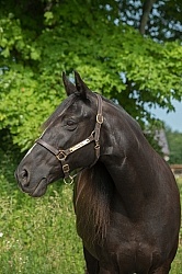 Tennessee Walker Portrait