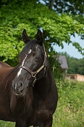 Tennessee Walker Portrait