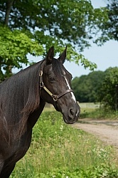 Tennessee Walker Portrait
