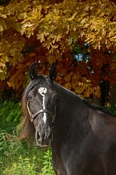 Tennessee Walker Portrait