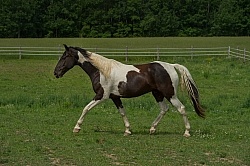 Tennessee Walker Free Running
