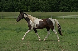 Tennessee Walker Free Running
