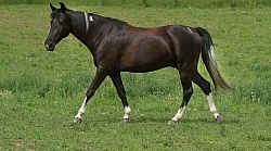 Tennessee Walker Free Running