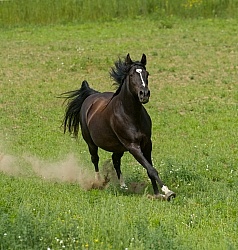 Tennessee Walker Free Running