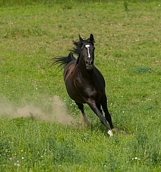 Tennessee Walker Free Running