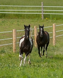 Tennessee Walker Free Running