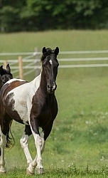 Tennessee Walker Free Running