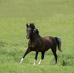 Tennessee Walker Free Running