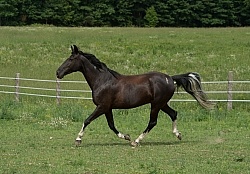 Tennessee Walker Free Running