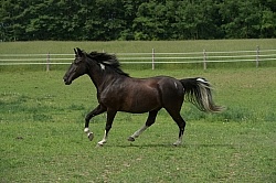 Tennessee Walker Free Running