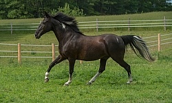 Tennessee Walker Free Running