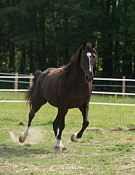 Tennessee Walker Free Running