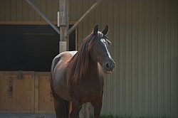 Home Horse Keeping General