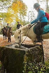 Fall colors  with The Vermont Icelandic Horse Farm