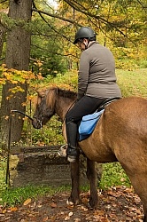 Fall colors  with The Vermont Icelandic Horse Farm