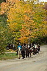 Fall colors  with The Vermont Icelandic Horse Farm