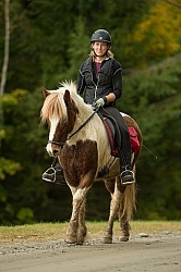 Fall colors  with The Vermont Icelandic Horse Farm