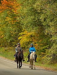Fall colors  with The Vermont Icelandic Horse Farm