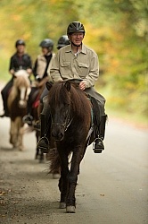 Fall colors  with The Vermont Icelandic Horse Farm