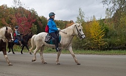 Fall colors  with The Vermont Icelandic Horse Farm