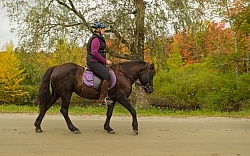 Fall colors  with The Vermont Icelandic Horse Farm