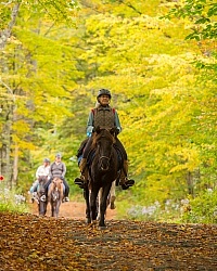 Fall colors  with The Vermont Icelandic Horse Farm