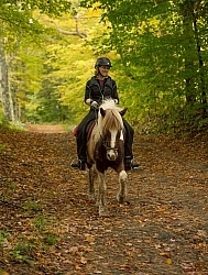 Fall colors  with The Vermont Icelandic Horse Farm