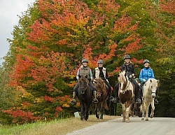 Vermont Icelandic Horse Farm