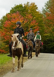 Vermont Icelandic Horse Farm