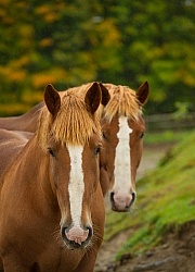 Fall Colors Ride at Mountain Top Resort, Vermont Fall Colors Ride at Mountain Top Resort, Vermont