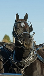 Percheron in Driving Harness