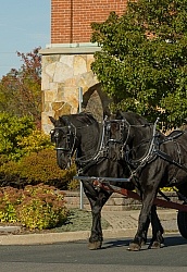 Percheron in Driving Harness