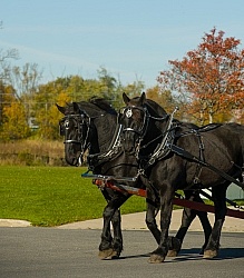 Percheron in Driving Harness