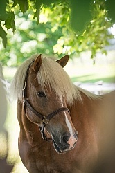 Halflinger Portrait