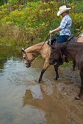 Ponying in the Ganaraska Forest Ponying a Horse to Water