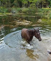 Ponying a Horse to Water