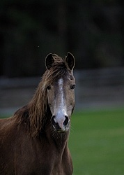 Tennessee Walker Portrait