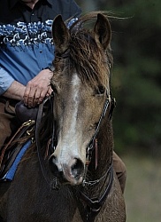 Tennessee Walker Portrait