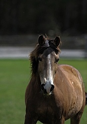 Tennessee Walker Portrait