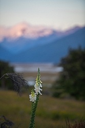 Fox Glove at Boundary Hut, Wild Womens Expeditions with Adventure Horse Trekking New Zealand