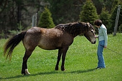Tennessee Walker